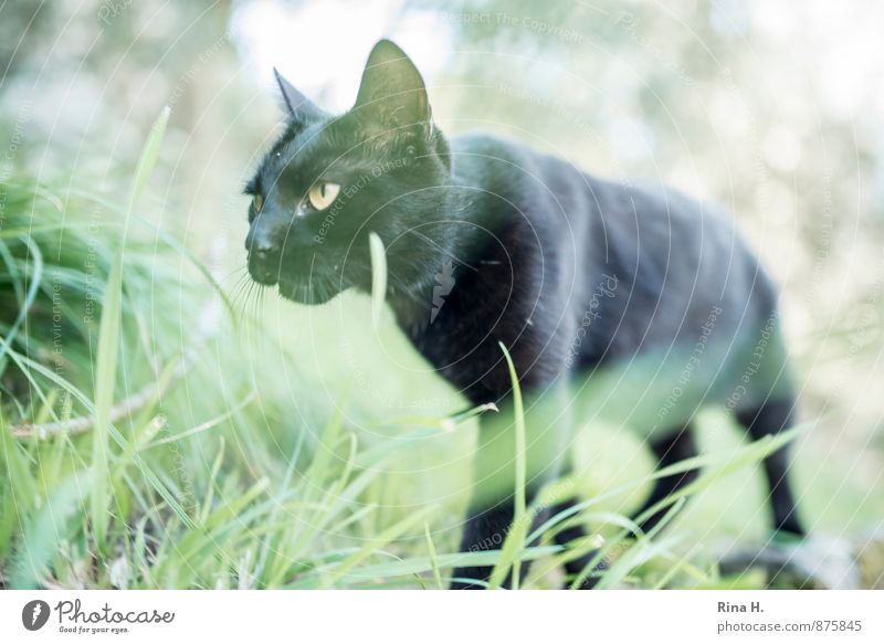 black panther Nature Grass Meadow Cat 1 Animal Going Black Lateral fold lizards Colour photo Exterior shot Deserted Shallow depth of field Worm's-eye view
