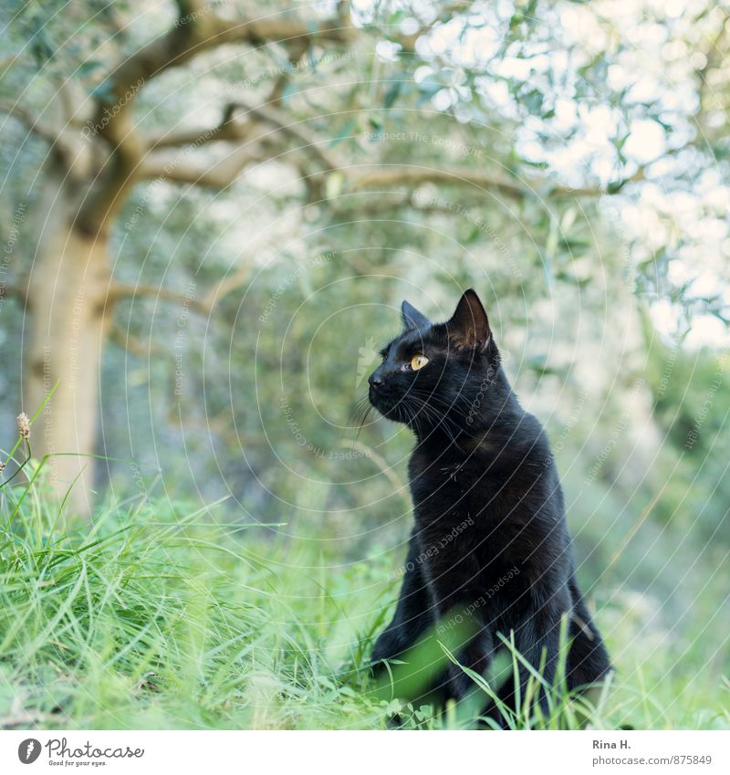 black panther II Summer Tree Grass Cat 1 Animal Observe Sit Colour photo Exterior shot Deserted Shallow depth of field Worm's-eye view Animal portrait