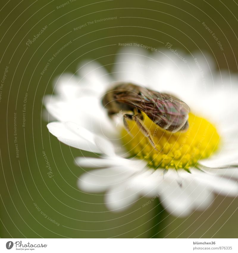 wild bee Nature Plant Flower Blossom Daisy Daisy Family Animal Wild animal Bee Wing furrow bee Insect Legs Pelt Blossoming Fragrance To feed Crouch Beautiful