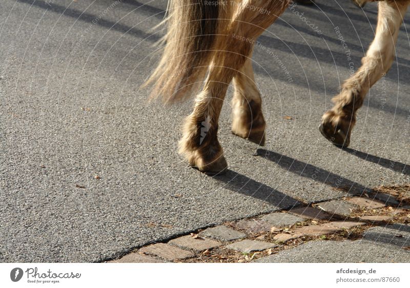 Runaway Horses Hoof Asphalt Animal Pelt Tails Street start Shadow
