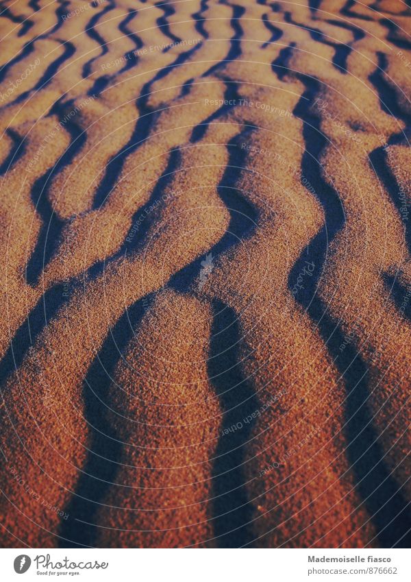 Sand grooves Environment duene Brown Black Colour photo Exterior shot Evening Shadow