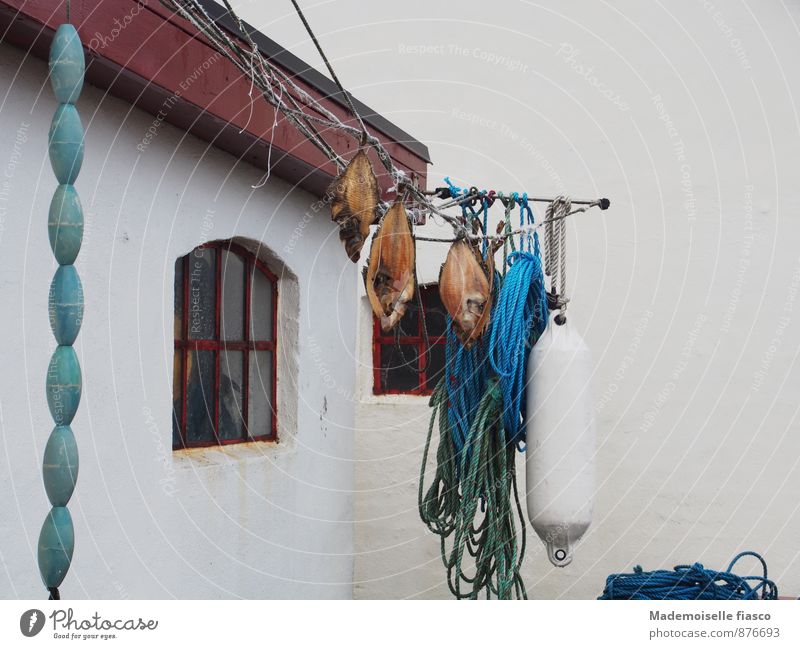 Fish, ropes, buoy hung up to dry Nutrition Fishing (Angle) Rope Dead animal Delicious Blue Brown Green White Anticipation Appetite Colour photo Exterior shot