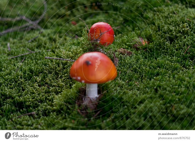 Flying mushrooms Nature Plant Moss Wild plant Mushroom Mushroom cap Amanita mushroom Forest Green Red White Colour photo Exterior shot Close-up Detail