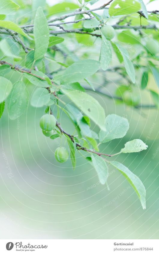 unripe Nature Summer Tree Leaf Agricultural crop Green Immature Plum Plum tree Fruit trees Colour photo Subdued colour Exterior shot Copy Space bottom