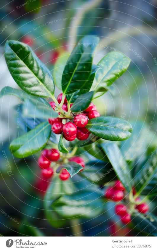 general partner Plant Winter Bushes Leaf Green Red Berries Berry bushes Christmas & Advent Colour photo Multicoloured Exterior shot Close-up Copy Space top
