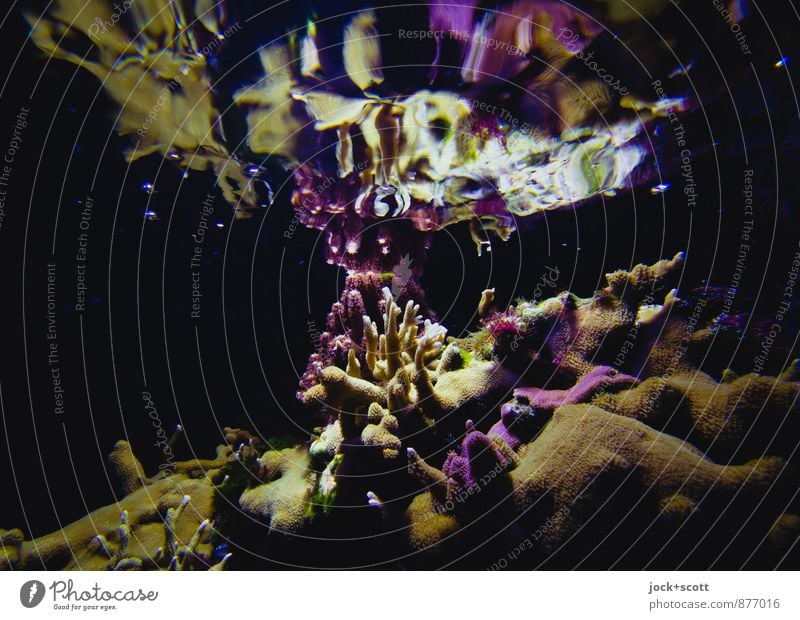 Water Music II Exotic Coral reef Aquarium Exceptional Safety (feeling of) Life Symmetry Change Contact Connection Refraction Play of colours Natural phenomenon