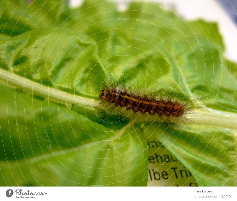 caterpillar Larva Green Insect Crawl Animal Salad leaf Stalk Newspaper advertising journal maggot Caterpillar Nature