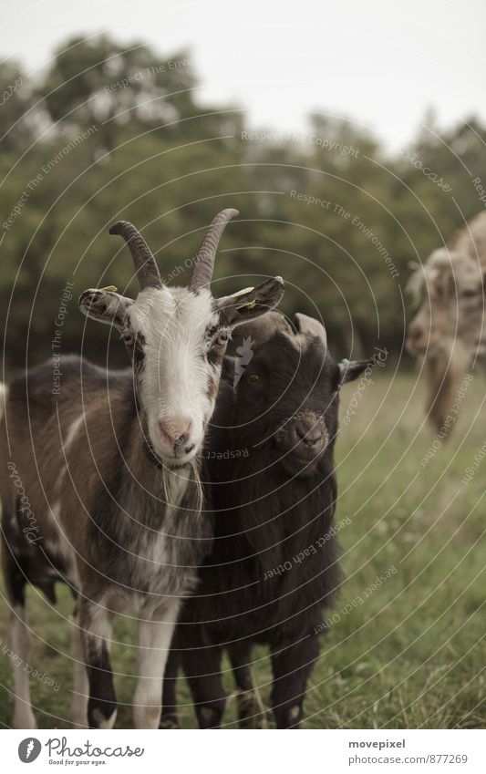 We're not alone! Meadow Goats He-goat 3 Animal Group of animals Looking Curiosity Mistrust Nature Pasture Antlers Subdued colour Exterior shot Day