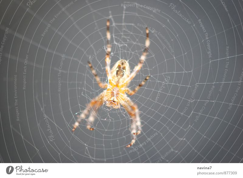 spider Animal Wild animal Spider 1 Net Catch Crawl Wait Living or residing Exotic Creepy Gray Orange Safety Disciplined Endurance Expectation Disgust Fear