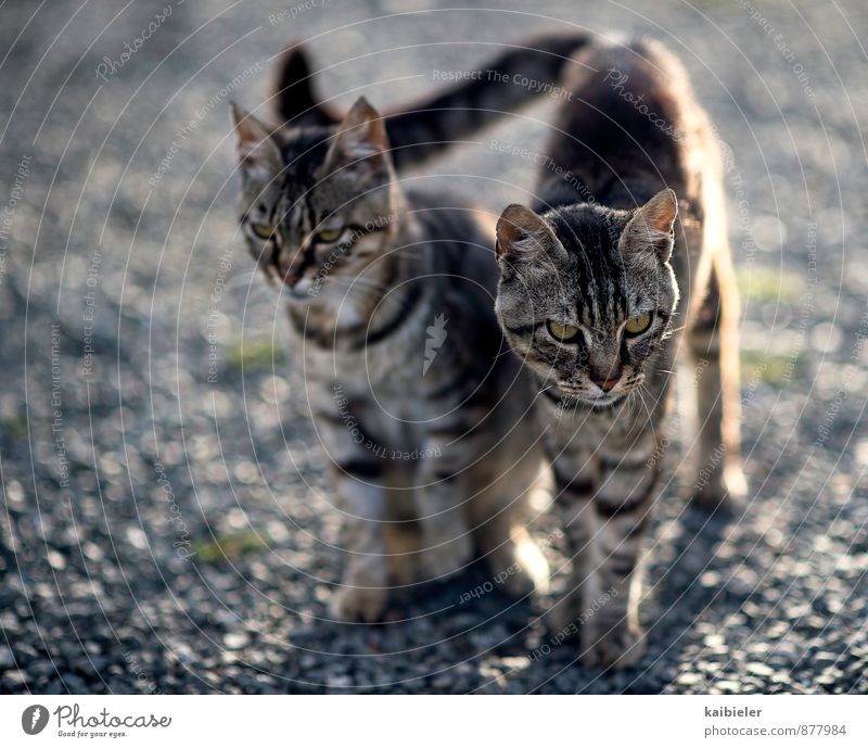 Double kitten Animal Pet Cat 2 Animal family Observe Advice Looking Sit Stand Wait Beautiful Curiosity Blue Brown Love of animals Teamwork Attachment In pairs