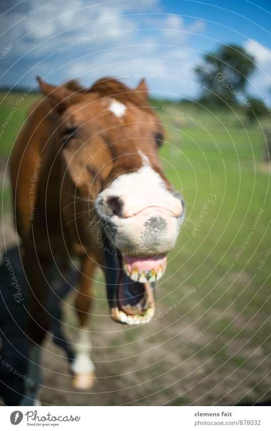 Laughed today? Horse Set of teeth Horse's bite Pasture Laughter Whinny Mouth Head Horse's head Chew Gum