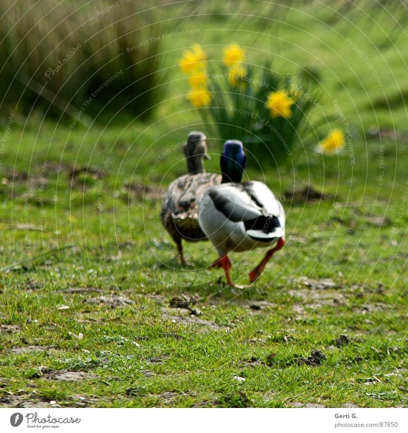 go fucking Mallard Drake Bird Together Behind one another Waddle Grass Meadow Wild daffodil Bushes 2 Attachment Flower Pursue Dance Going Love