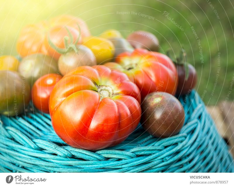 Tomatoes harvest on the blue basket in ridges Life Summer Nature Sunlight Autumn Plant Blue Yellow Green Red Freedom Background picture Garden Basket varieties
