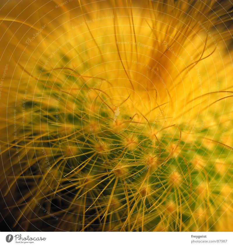 retro cactus Cactus Thorny Pierce Green Yellow Retro Poison Style Cuddly Soft Fluffy Desert pompous fuzz non-toxic spiky Hair and hairstyles