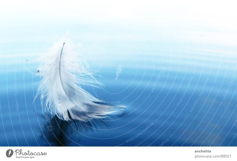 as light as a feather Lake Ocean Easy Light Soft Sailing Calm Peace Water Bird feathery the lightness of being Feather sea blue white swimming Smooth sail