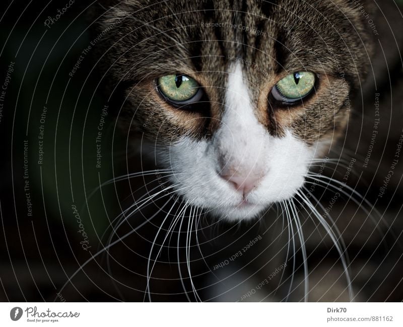 Critical View Bushes Garden Animal Pet Cat Animal face Pelt Whisker Eyes Domestic cat Tiger skin pattern 1 Observe Looking Threat Firm Wild Brown Gray Green