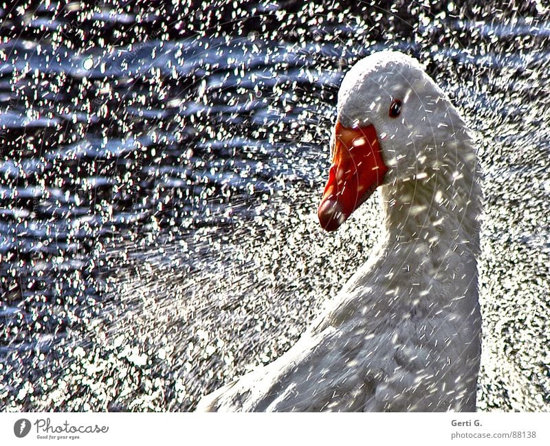 Goose nice and tangy Roasted goose Animal portrait Damp Inject Body of water Beak Poultry Summer Summery Bird Joy Water feather care oronic wet wet spraying