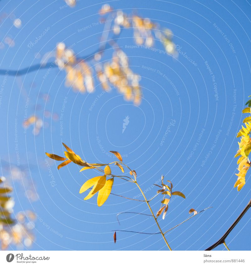 sheet by sheet Environment Nature Plant Sky Cloudless sky Sunlight Autumn Beautiful weather Tree Leaf Illuminate Blue Yellow Change Branch Brilliant Colouring