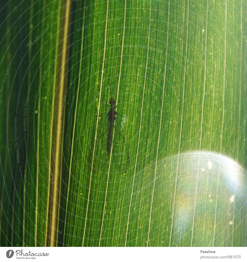 lacewing Environment Nature Plant Animal Summer Leaf Foliage plant Agricultural crop Wing 1 Free Bright Small Corn leaf Common green lacewing Colour photo