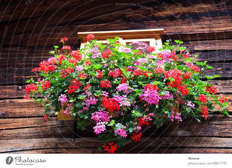 arrayed Plant Flower Geranium balcony flowers Austria Federal State of Tyrol Village House (Residential Structure) Hut Wooden house Facade Window Window board