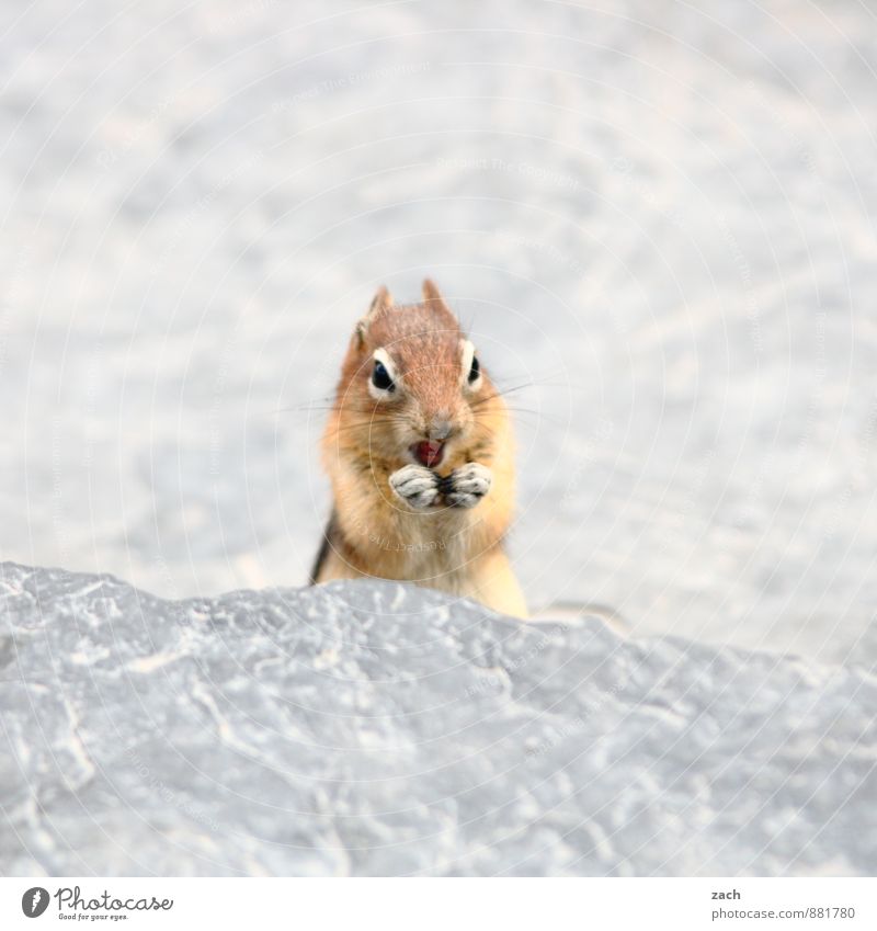 poser Animal Wild animal Animal face Pelt Paw Eastern American Chipmunk Rock Squirrel Rodent Stripe Tails Stone To feed Feeding Stand Cute Brown Gray Comical