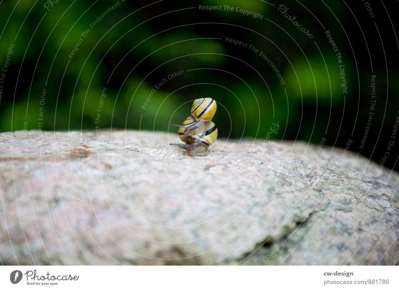 brotherly love Environment Animal Spring Summer Autumn Garden Park Meadow Rock Snail 2 Love Natural Yellow Gray Green Black Emotions Friendship Together