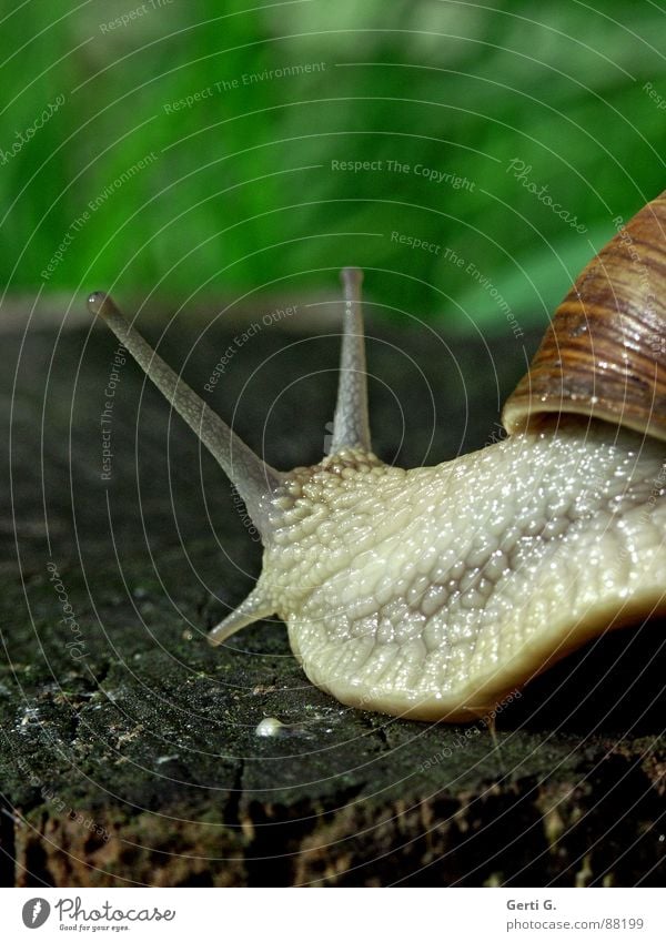 drahdinedum Vineyard snail Large garden snail shell Snail shell Feeler Mucus Green Crawl Slow motion Rotate Looking Wood Wood backing Tree stump