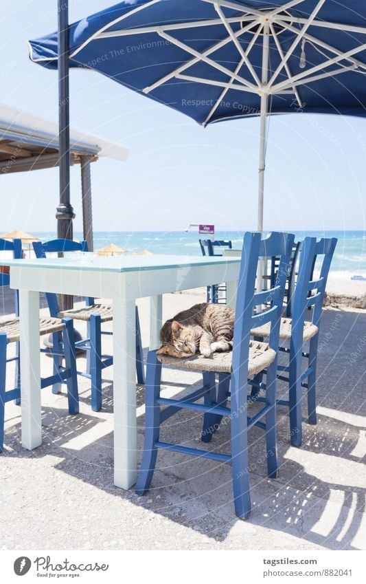 CHILL CHIEF Crete Greece Cat Domestic cat Hung-over Sleep Café Restaurant Vacation & Travel Travel photography Idyll Relaxation Freedom Card Tourism Sun Sunbeam