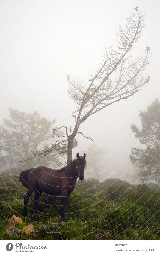 surprising encounter Nature Landscape Plant Animal Summer Weather Bad weather Fog Tree Grass Bushes Moss Rock Horse 1 Stand Brown Gray Green Colour photo