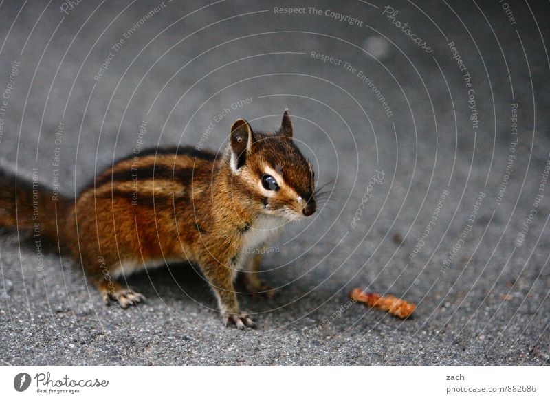 without model release Animal Wild animal Animal face Pelt Claw Paw Rodent Eastern American Chipmunk Squirrel 1 Observe To feed Feeding Cuddly Cute Brown Gray