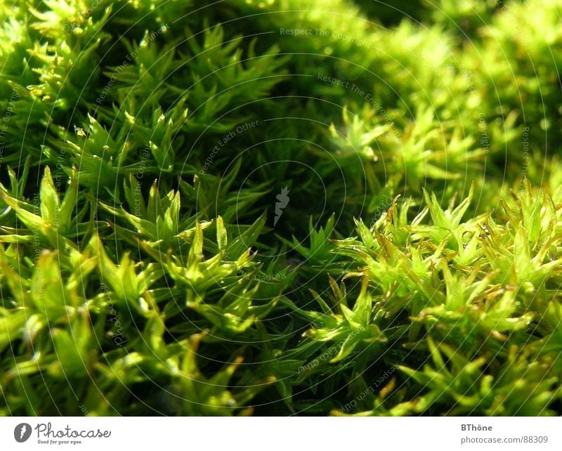 moosi Ground cover plant Light and shadow Plant Green Colour Moss Beautiful weather sunny Star (Symbol) Shadow shadows light
