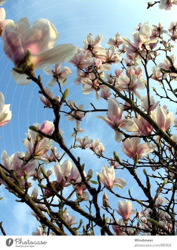 magnolia tree Tree Bielefeld Flower Blossom Blossom leave Spring Magnolia plants Plant Pink Jump Sky Branch Blossoming easter Bud Nature Twig