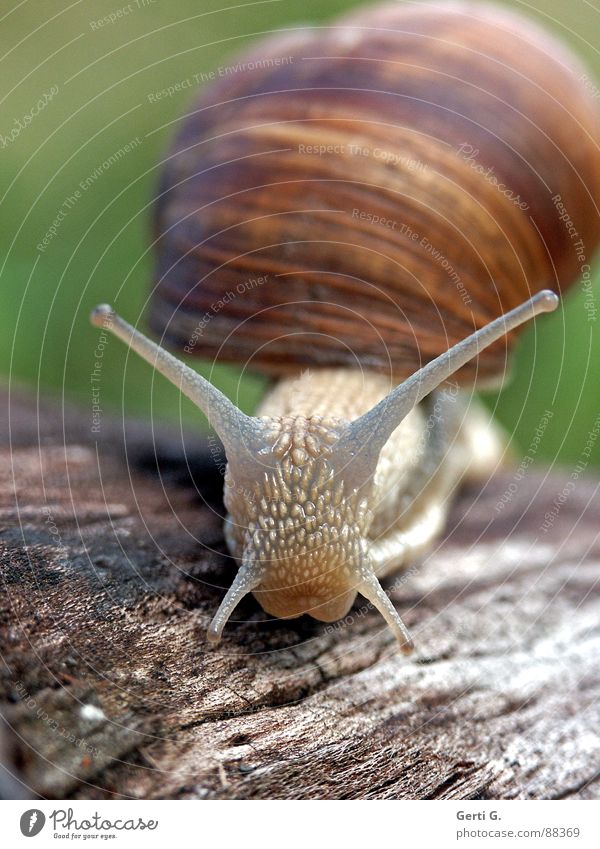 `o´ Vineyard snail Large garden snail shell Snail shell Feeler Mucus Green Crawl Slow motion Wood Wood backing Tree stump Air-breathing land snail Hybrid