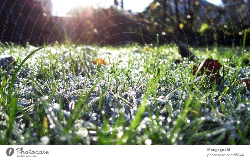 hoarfrost Grass Green Cold Winter Autumn Blade of grass Meadow penitent Frost Ice Lawn