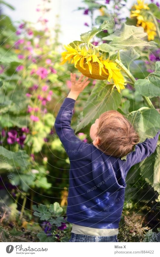 giant dwarf Leisure and hobbies Playing Garden Human being Child Boy (child) 1 3 - 8 years Infancy 8 - 13 years Nature Summer Autumn Beautiful weather Flower