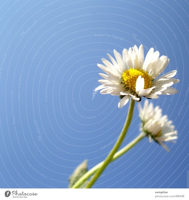 Marguerite romantic poster I Flower Spring Meadow Summer Plant Authentic Yellow White 2 Loneliness Looking away Hatred Cure Daisy Growth Maturing time Beautiful