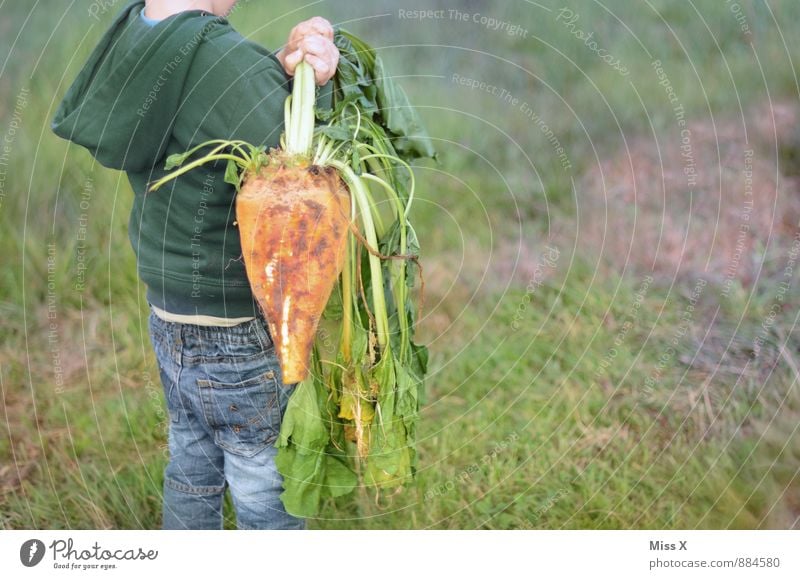 turnips Food Lettuce Salad Nutrition Organic produce Vegetarian diet Leisure and hobbies Garden Human being Boy (child) 1 1 - 3 years Toddler 3 - 8 years Child