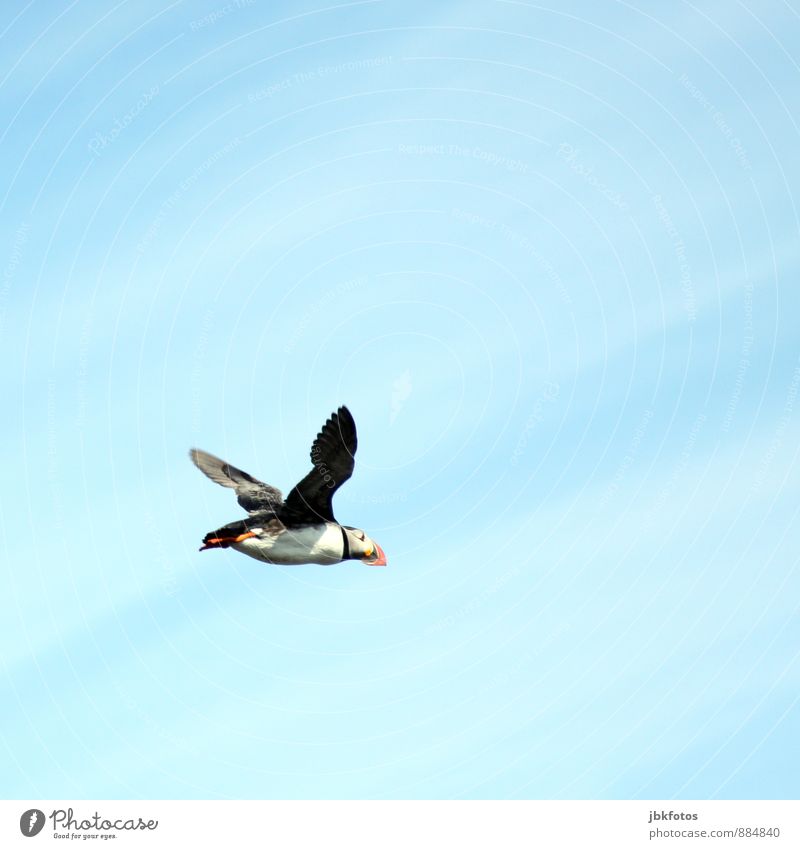 ICELAND / Puffin Environment Nature Plant Air Sky Summer Island Iceland Animal Wild animal Bird 1 Flying Brash Free Infinity Funny Natural Cute Athletic Blue