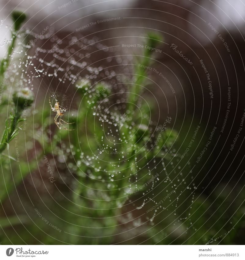 beautifully spun Nature Plant Animal Farm animal Spider 1 Moody Spider's web Dew Autumnal Early fall Cross spider Garden Colour photo Exterior shot Close-up