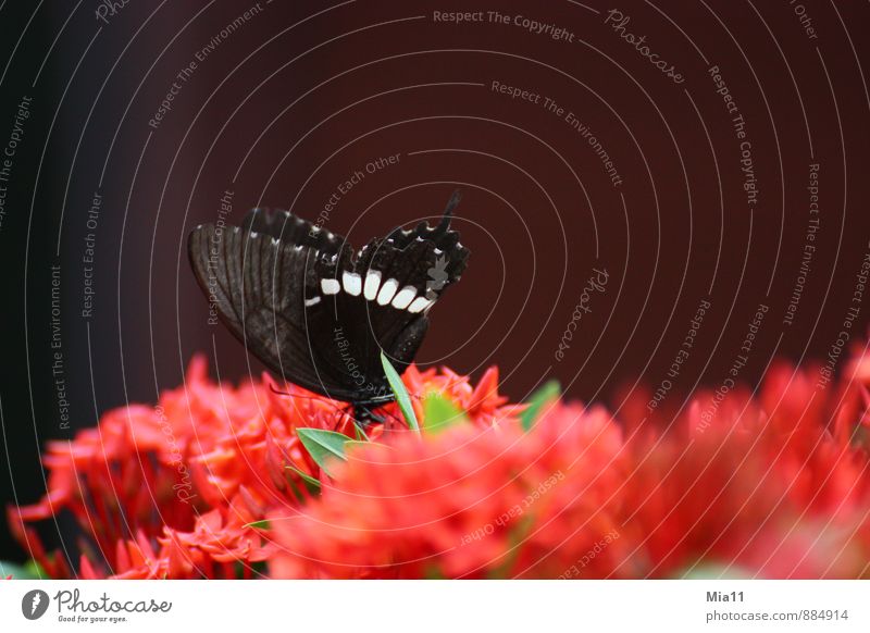 Hunger 2 Nature Plant Flower Blossom Animal Butterfly Wing 1 Flying Red Black Eating Colour photo Exterior shot Close-up Copy Space top Day Sunlight