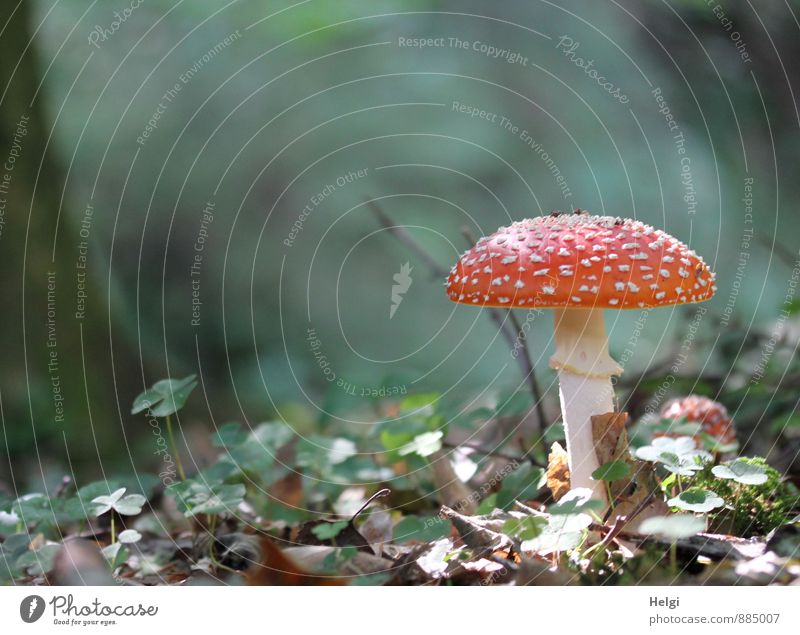 another Little Red Riding Hood... Environment Plant Autumn Beautiful weather Mushroom Amanita mushroom Woodground Forest Stand Growth Esthetic Authentic Natural
