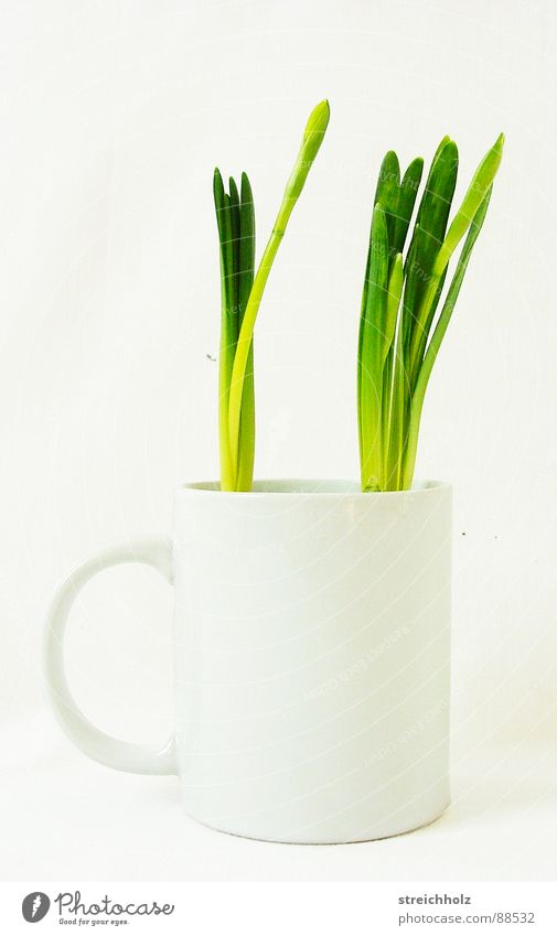 Spring in the coffee cup Tulip Green Fresh Hope Cup Growth Maturing time Optimism Sprout Grown Workbench Agency Crazy Whimsical Grass Design Success