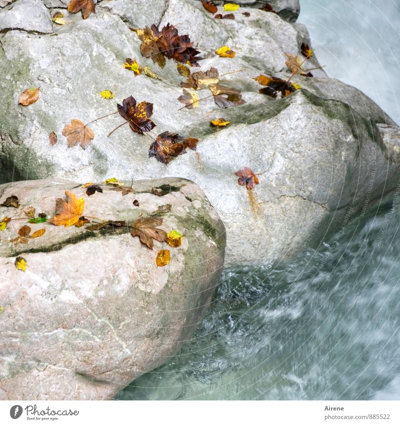 Dispersion plate II Elements Water Autumn Leaf Autumn leaves Rock Alps Canyon Seisenberg Gorge Brook Mountain stream Stone Happiness Fresh Cold Speed Yellow