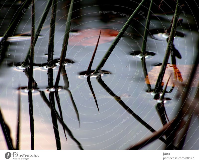 Still Water Lake Common Reed Calm Reflection Loneliness Dream Think Transience Relaxation ponder jarts