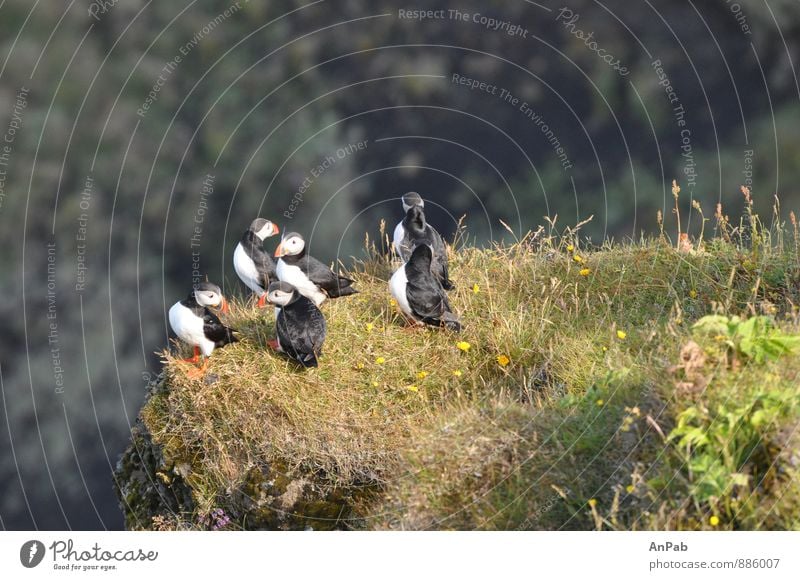 Puffin South Coast Iceland Nature Landscape Plant Earth Water Summer Beautiful weather Grass Moss Rock rocky cliff Animal Wild animal Bird Group of animals