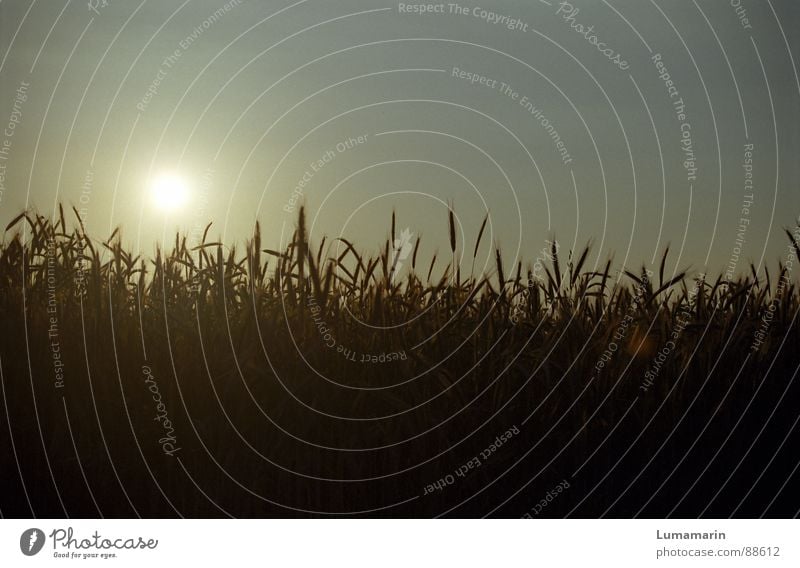 evening harvest Grain Contentment Summer Field Growth Ear of corn Blade of grass Stalk Sunset Cycle Maturing time Harvest Colour photo Exterior shot Close-up