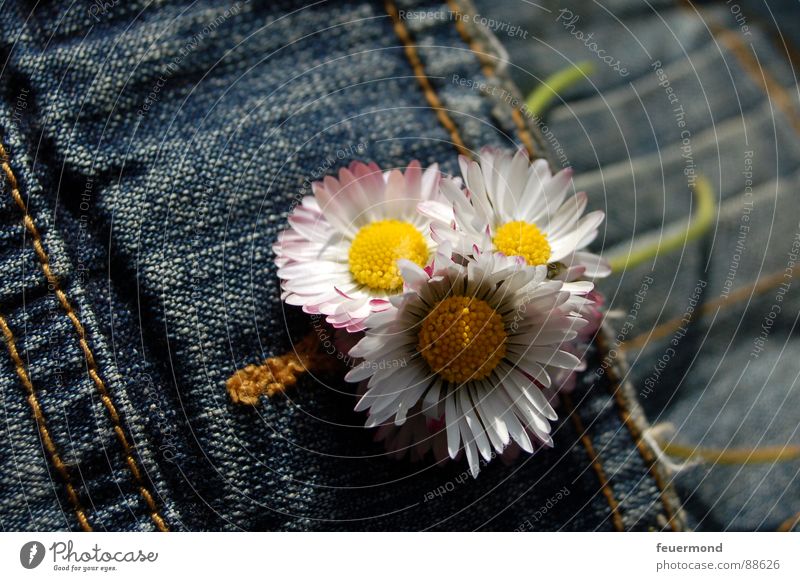 Bouquet in the buttonhole Daisy Jacket Buttonhole Flower Spring Jeans jacket Jewellery Buttons Embellish Blossom Jump Summer Clothing Beautiful weather summery