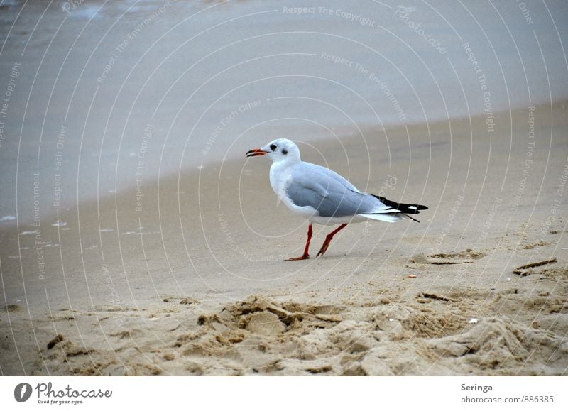 beach gull Bird 1 Animal Flying Beautiful Animal portrait flora fauna Freedom Colour photo Close-up Copy Space right Day Motion blur Central perspective Forward