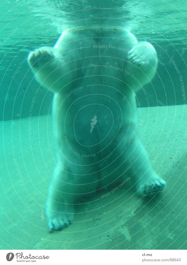 polar bear Polar Bear Mammal Underwater photo Zoo Toronto Water Ice
