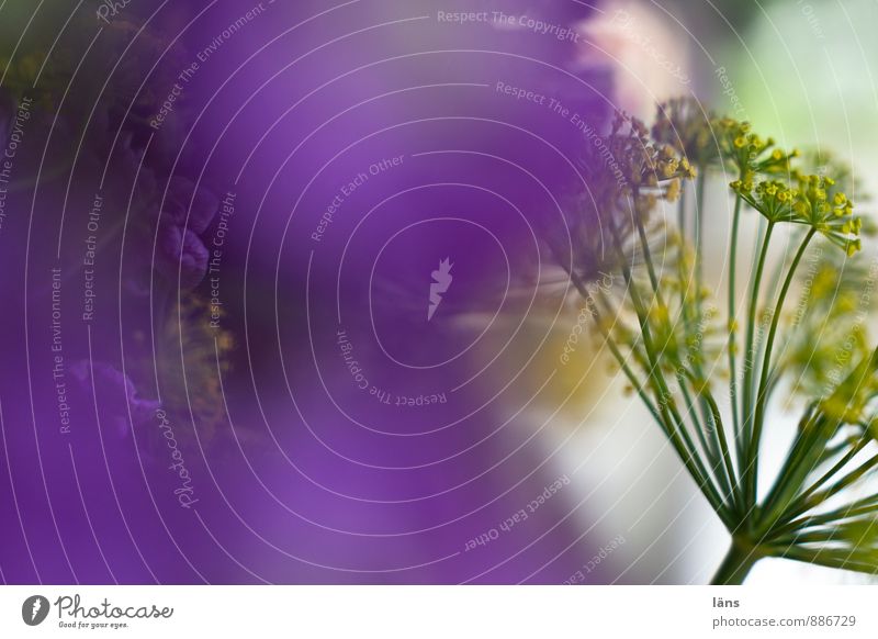 purple the last try Living or residing Decoration Plant Flower Dill Dill blossom Blossoming Exceptional Natural Inspiration Violet Bouquet Interior shot